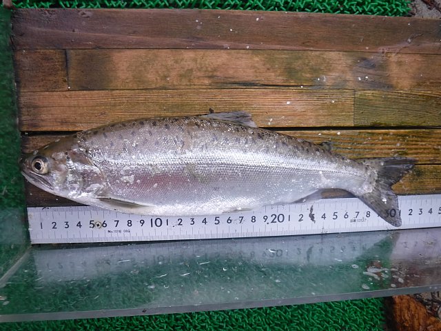 カワマス - Wikipedia